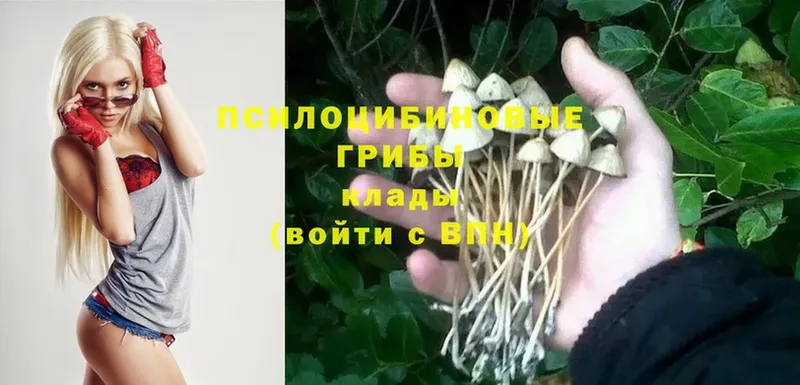 Псилоцибиновые грибы Psilocybe  Великие Луки 